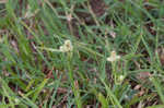 Fragrant spikesedge